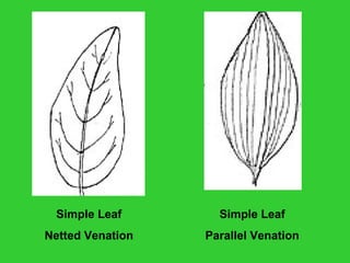 Simple Leaf
Netted Venation
Simple Leaf
Parallel Venation
 