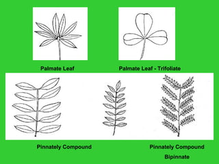 Palmate Leaf Palmate Leaf - Trifoliate
Pinnately Compound Pinnately Compound
Bipinnate
 