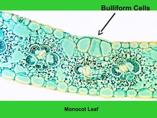 Monocot Leaf
Bulliform Cells
 