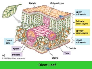Dicot Leaf
 