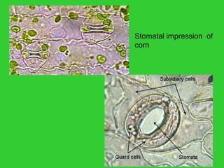 Stomatal impression of
corn
 
