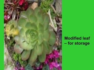 Modified leaf
– for storage
 