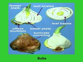 Bulbs
 