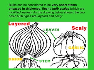 Bulbs can be considered to be very short stems
encased in thickened, fleshy bulb scales (which are
modified leaves). As the drawing below shows, the two
basic bulb types are layered and scaly:
 
