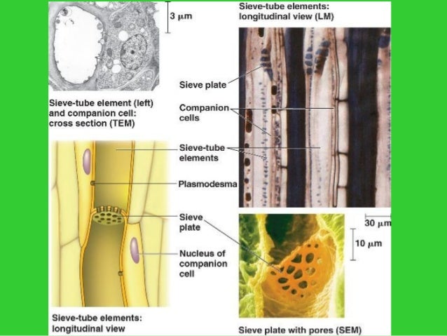 Plant morphology