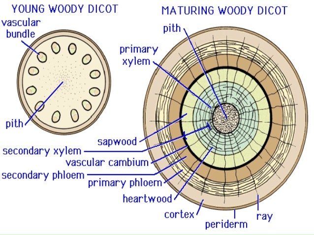 Plant morphology