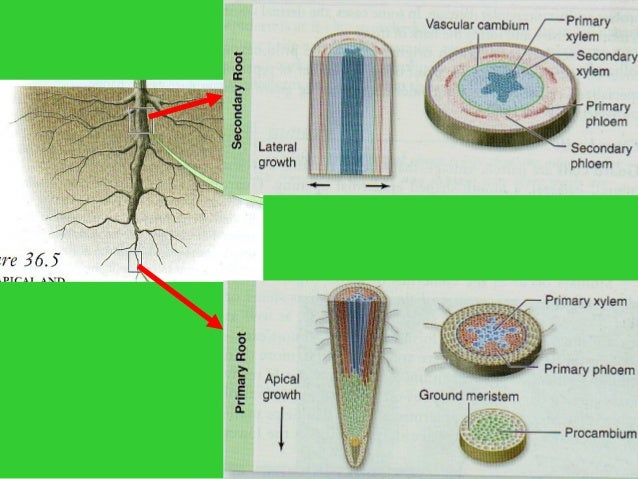 Plant morphology