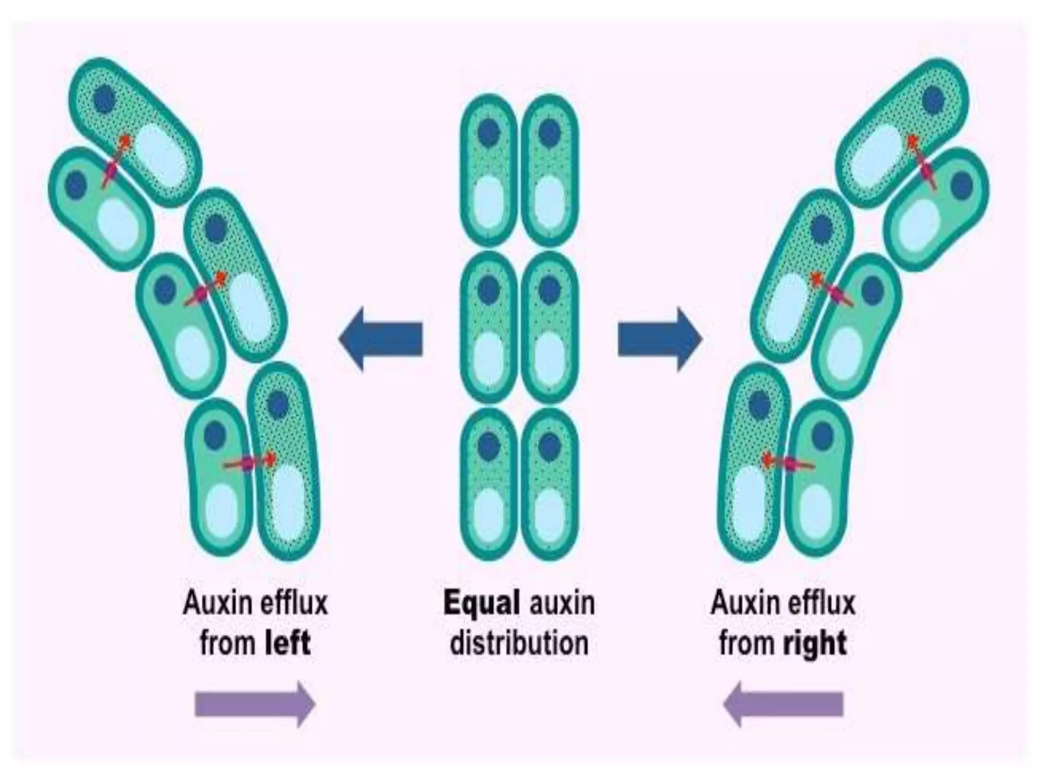 Plant movement - tropic (phototropic and geotropic) and nastic ...