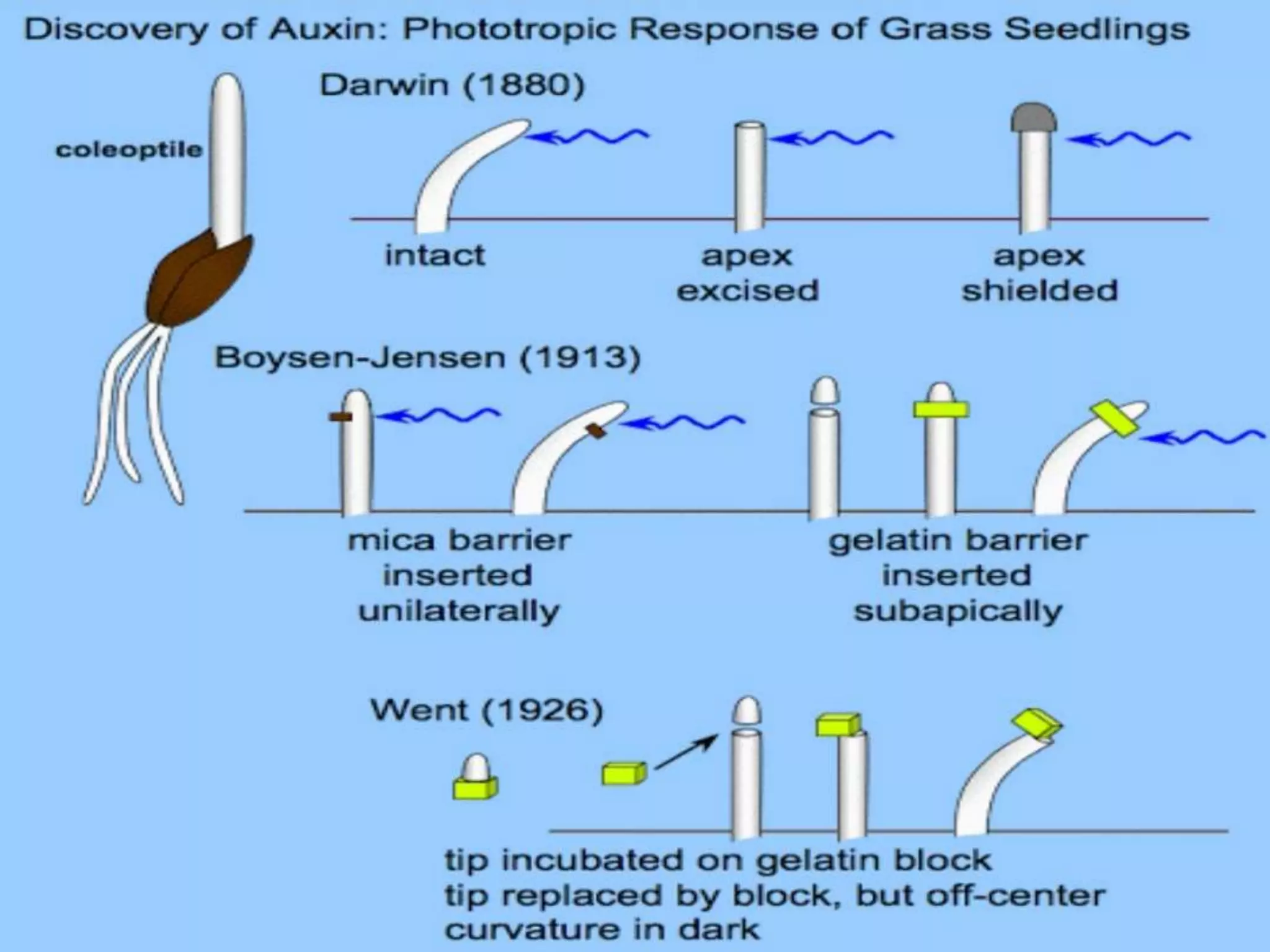 Plant movement - tropic (phototropic and geotropic) and nastic ...