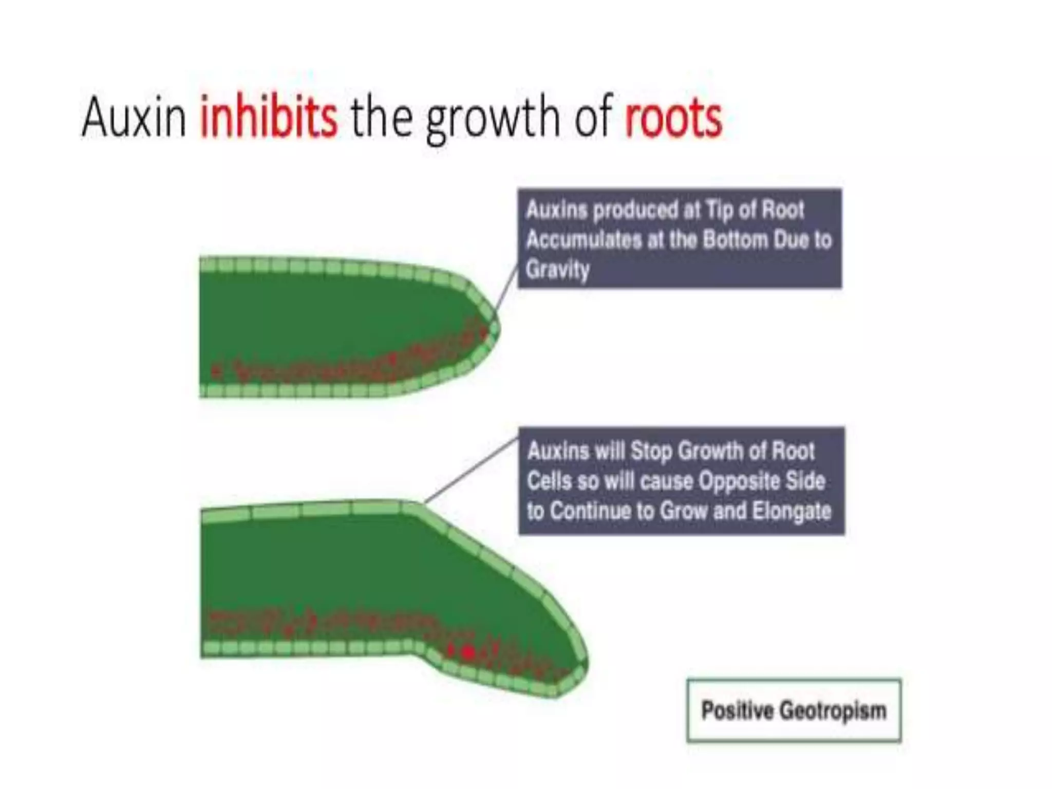 Plant movement - tropic (phototropic and geotropic) and nastic ...