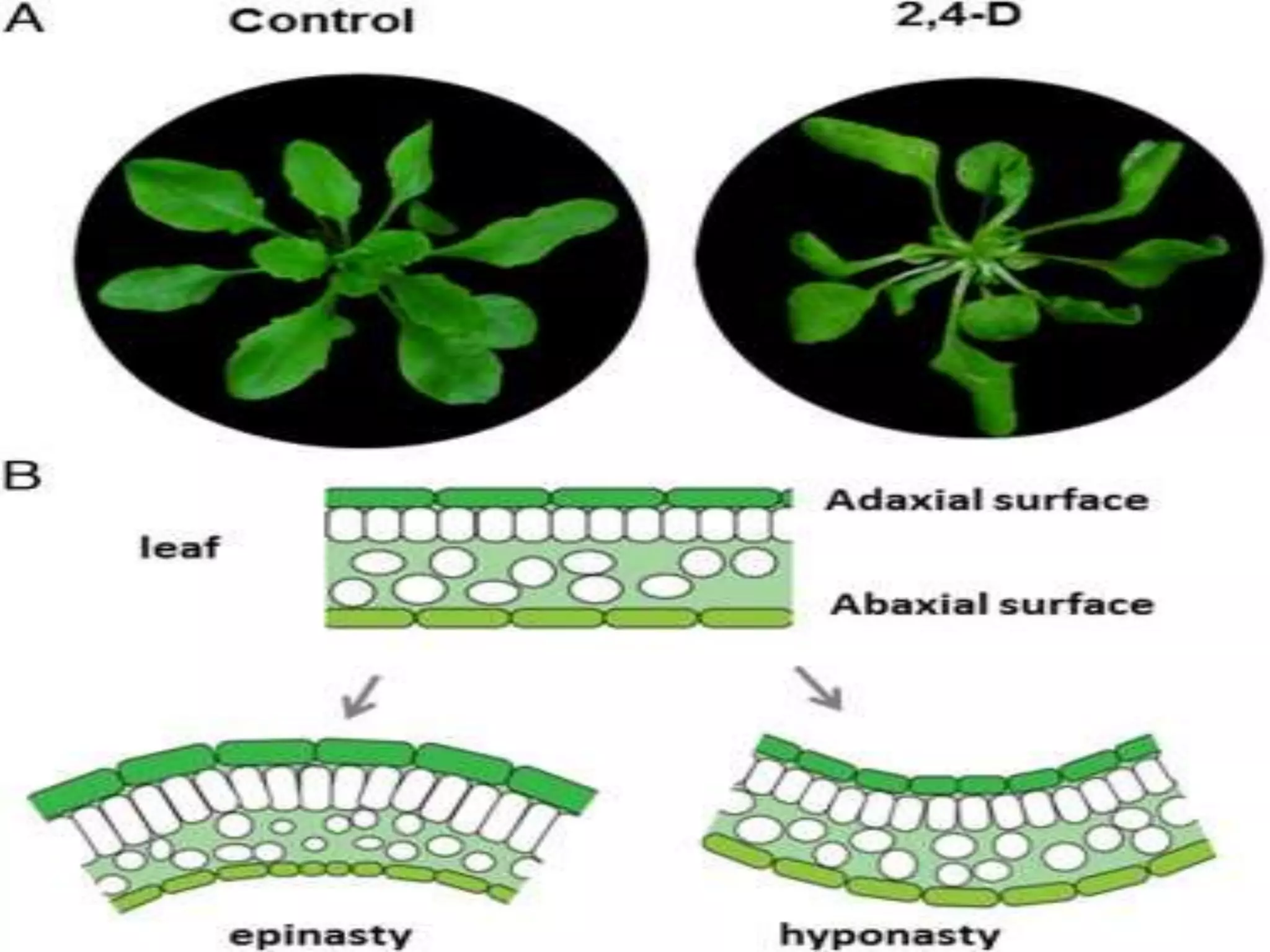 Plant movement - tropic (phototropic and geotropic) and nastic ...