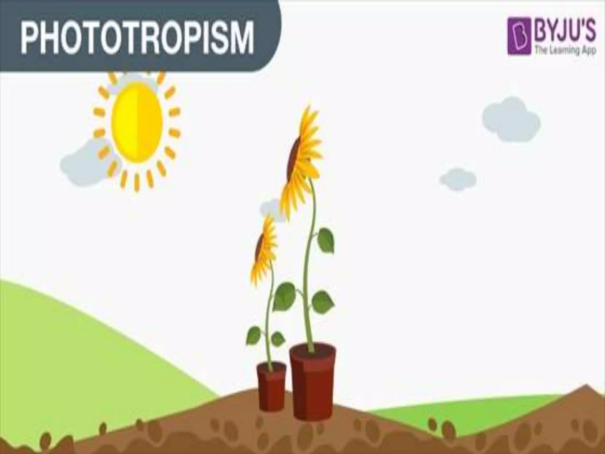 Plant movement - tropic (phototropic and geotropic) and nastic ...