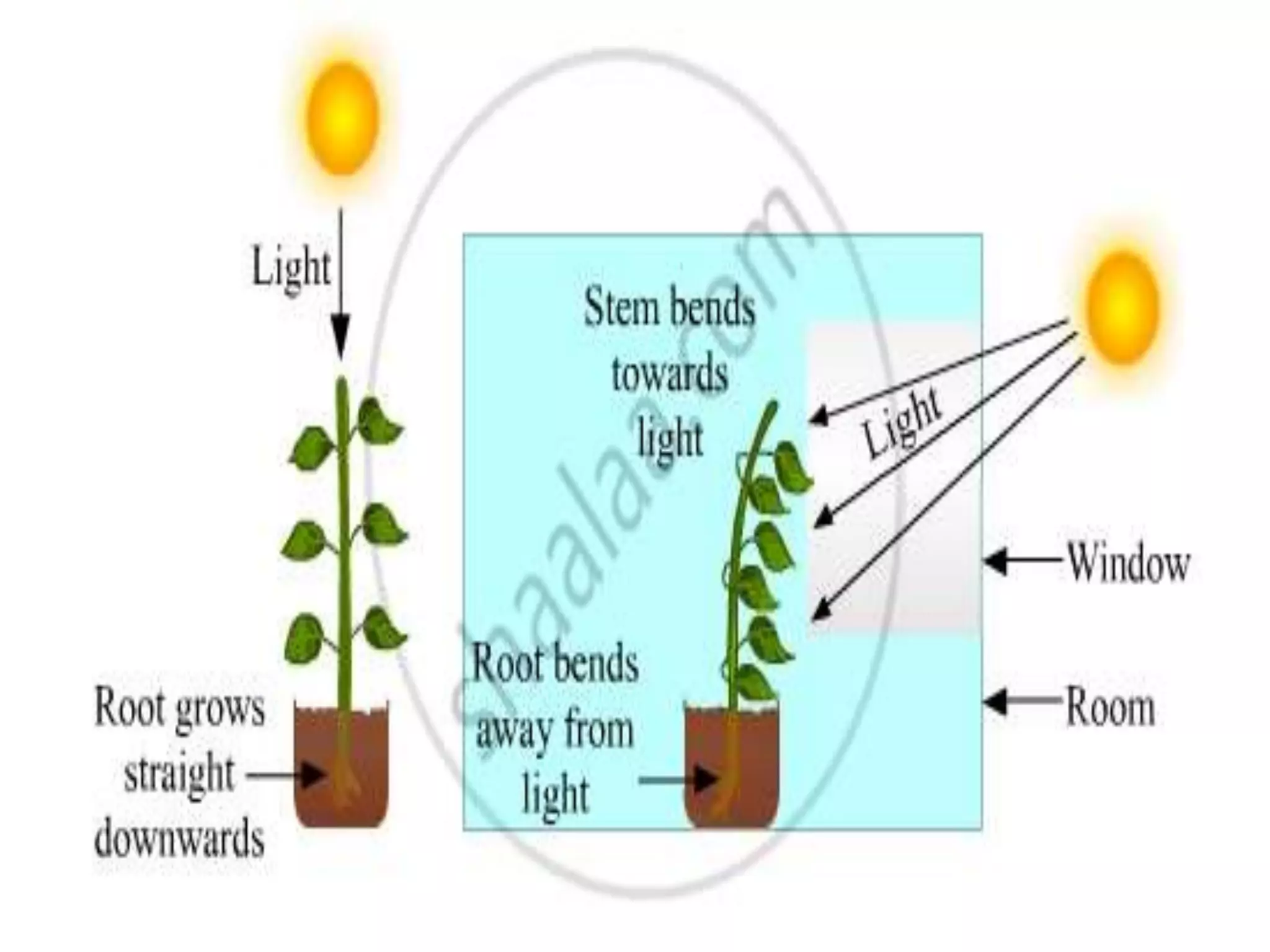Plant movement - tropic (phototropic and geotropic) and nastic ...