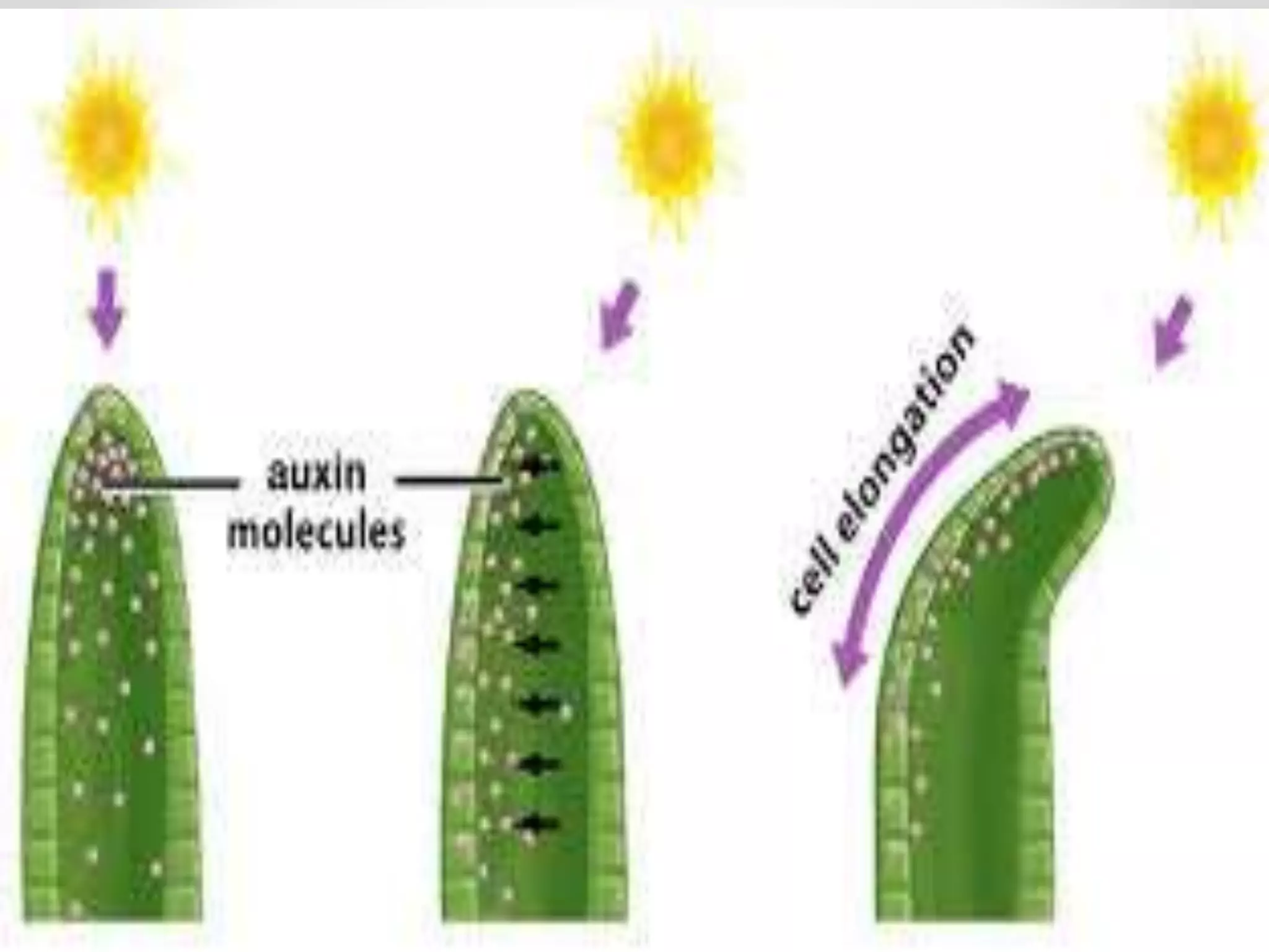 Plant movement - tropic (phototropic and geotropic) and nastic ...