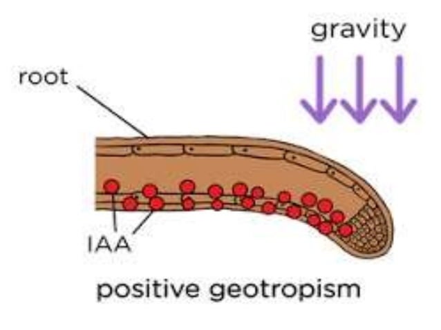 Plant movement - tropic (phototropic and geotropic) and nastic ...