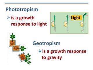 Plant movement - tropic (phototropic and geotropic) and nastic ...