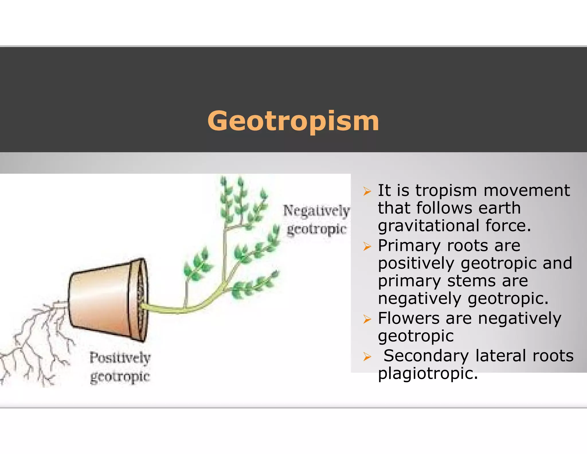 Plant movements | PDF
