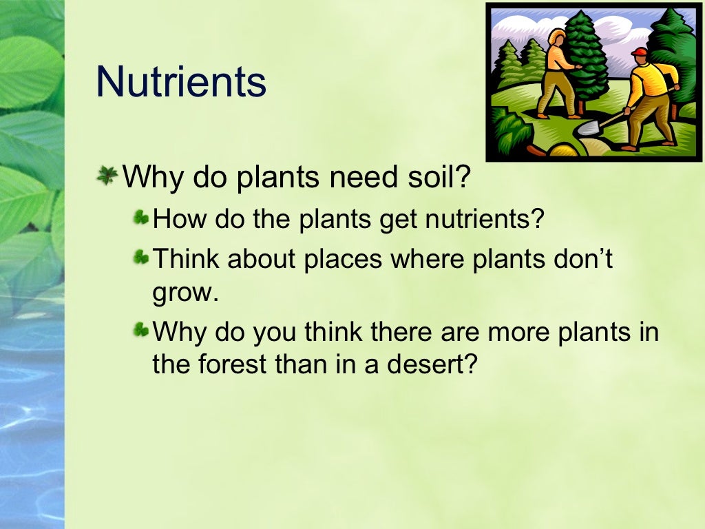 What do plants need