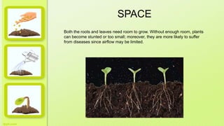 SPACE
Both the roots and leaves need room to grow. Without enough room, plants
can become stunted or too small; moreover, they are more likely to suffer
from diseases since airflow may be limited.
 