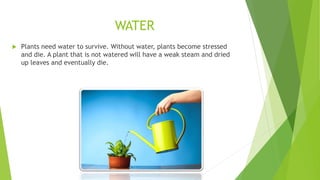 WATER
 Plants need water to survive. Without water, plants become stressed
and die. A plant that is not watered will have a weak steam and dried
up leaves and eventually die.
 