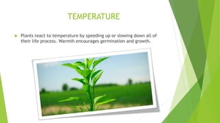 TEMPERATURE
 Plants react to temperature by speeding up or slowing down all of
their life process. Warmth encourages germination and growth.
 