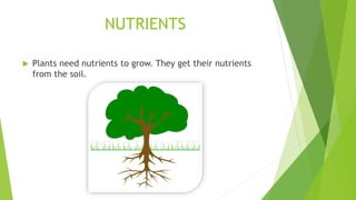 NUTRIENTS
 Plants need nutrients to grow. They get their nutrients
from the soil.
 