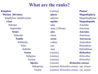 What are the ranks?
Kingdom (various) Plantae
Phylum [Division] -phyta Magnoliophyta
Subphylum [Subdivision] -phytina Magnoliophytina
Class -opsida Magnoliopsida
Subclass -idae Asteridae
Superorder -anae, [-iflorae] Asteranae
Order -ales Asterales
Suborder -ineae Asterineae
Family -aceae Asteraceae
Subfamily -oideae Asteroideae
Tribe -eae Heliantheae
Subtribe -inae Helianthinae
Genus (various) Helianthus
Subgenus (various) Helianthus
Section (various) Helianthus
Species (various) Helianthus annuus
Subspecies (various) Helianthus annuus ssp. annuus
Variety (various) Helianthus annuus var. annuus
 
