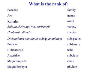 What is the rank of:
Poideae subfamily
Poaceae family
Hubbardeae tribe
Asteridae subclass
Eulalia shrirangii var. shrirangii variety
Magnoliopsida class
Magnoliophyta phylum
Ranales order
Poa genus
Hubbardia diandra species
Dichanthium annulatum subsp. annulatum subspecies
 