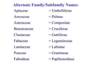 Alternate Family/Subfamily Names
Apiaceae = Umbelliferae
Arecaceae = Palmae
Asteraceae = Compositae
Brassicaceae = Cruciferae
Fabaceae = Leguminosae
Faboideae = Papilionoideae
Clusiaceae = Guttiferae
Lamiaceae = Labiatae
Poaceae = Gramineae
 