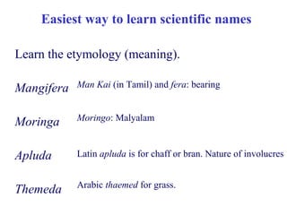 Easiest way to learn scientific names
Learn the etymology (meaning).
Mangifera
Moringa
Apluda
Themeda
Man Kai (in Tamil) and fera: bearing
Moringo: Malyalam
Latin apluda is for chaff or bran. Nature of involucres
Arabic thaemed for grass.
 
