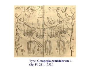 Type: Ceropegia candelabrum L.
(Sp. Pl. 211. 1753.)
 