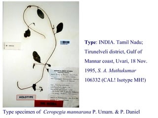 Type specimen of Ceropegia mannarana P. Umam. & P. Daniel
Type: INDIA. Tamil Nadu;
Tirunelveli district, Gulf of
Mannar coast, Uvari, 18 Nov.
1995, S. A. Muthukumar
106332 (CAL! Isotype MH!)
 