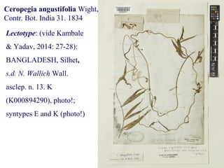 Ceropegia angustifolia Wight,
Contr. Bot. India 31. 1834
Lectotype: (vide Kambale
& Yadav, 2014: 27-28):
BANGLADESH, Silhet,
s.d. N. Wallich Wall.
asclep. n. 13. K
(K000894290), photo!;
syntypes E and K (photo!)
 