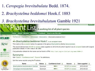 1. Ceropegia brevitubulata Bedd. 1874.
2. Brachystelma beddomei Hook.f. 1883
3. Brachystelma brevitubulatum Gamble 1921
 