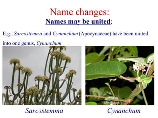 Names may be united:
Name changes:
E.g., Sarcostemma and Cynanchum (Apocynaceae) have been united
into one genus, Cynanchum
Sarcostemma Cynanchum
 