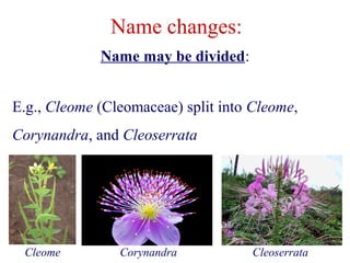 Name may be divided:
E.g., Cleome (Cleomaceae) split into Cleome,
Corynandra, and Cleoserrata
Name changes:
Cleome Corynandra Cleoserrata
 