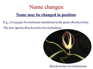 Name may be changed in position:
Name changes:
E.g., Ceropegia brevitubulata transferred to the genus Brachystelma.
The new species Brachystelma brevitubulatum.
Brachystelma brevitubulatum.
 