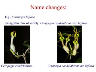 Name changes:
E.g., Ceropegia biflora
changed to rank of variety: Ceropegia candelabrum var. biflora
Ceropegia candelabrum Ceropegia candelabrum var. biflora
 