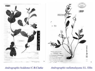 Andrographis beddomei C.B.Clarke Andrographis nallamalayana J.L. Ellis
 