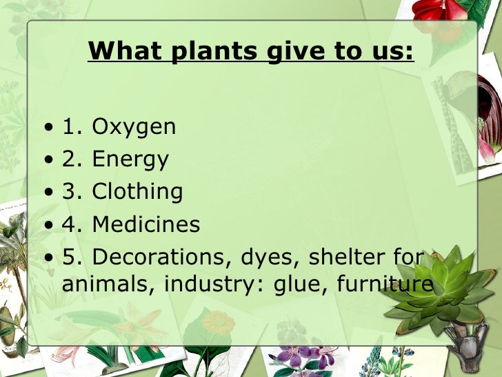 Plant Notes Ch 21 24