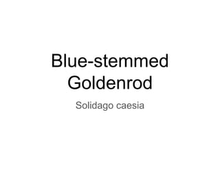 Blue-stemmed
Goldenrod
Solidago caesia
 