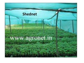 Shednet
 