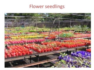 Flower seedlings
 