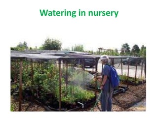 Watering in nursery
 