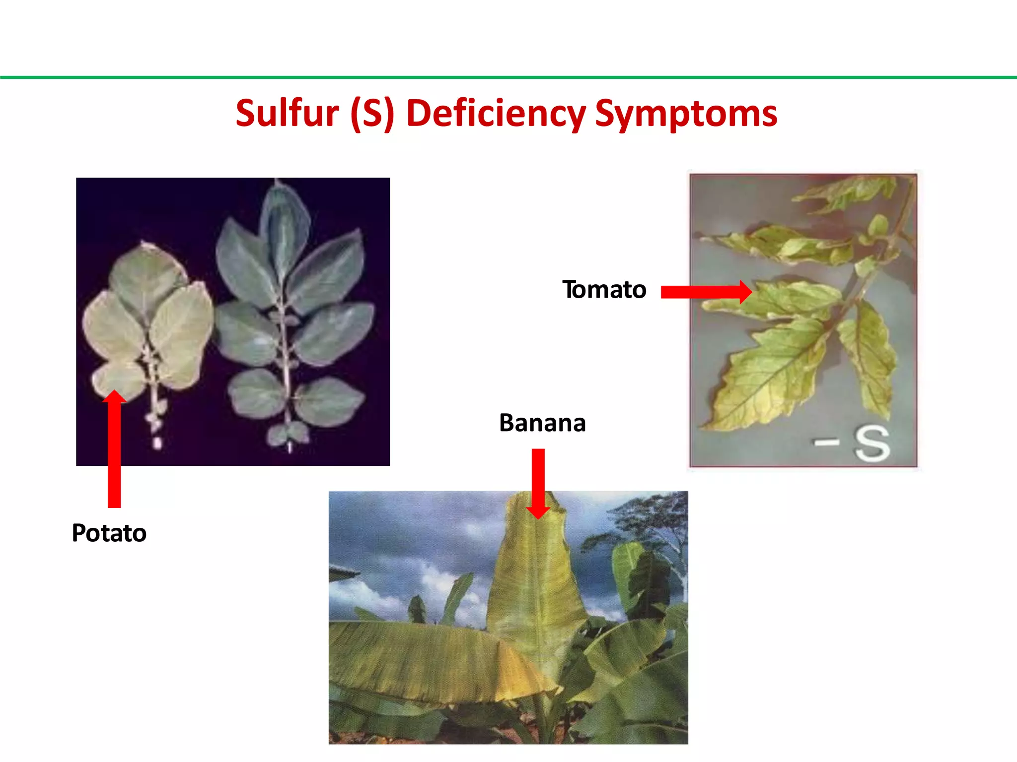 Deficiency Symptoms Of Sulfur In Plants