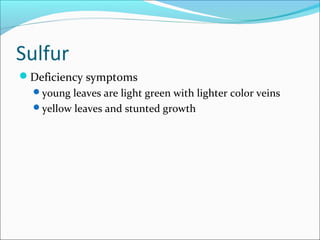 Sulfur
Deficiency symptoms
young leaves are light green with lighter color veins
yellow leaves and stunted growth
 