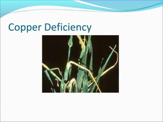 Copper Deficiency
 