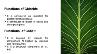 Plant Nutrients, their classification on various basis and functions of ...