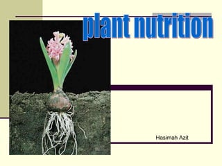plant nutrition  Hasimah Azit 