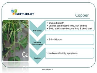 Copper
                    • Stunted growth
                    • Leaves can become limp, curl or drop
                    • Seed stalks also become limp & bend over
 Deficiency




                    • 2.0 – 50 ppm
  Optimum
Concentration




                    • No known toxicity symptoms

  Toxicity




              www.Satyajit.co
 